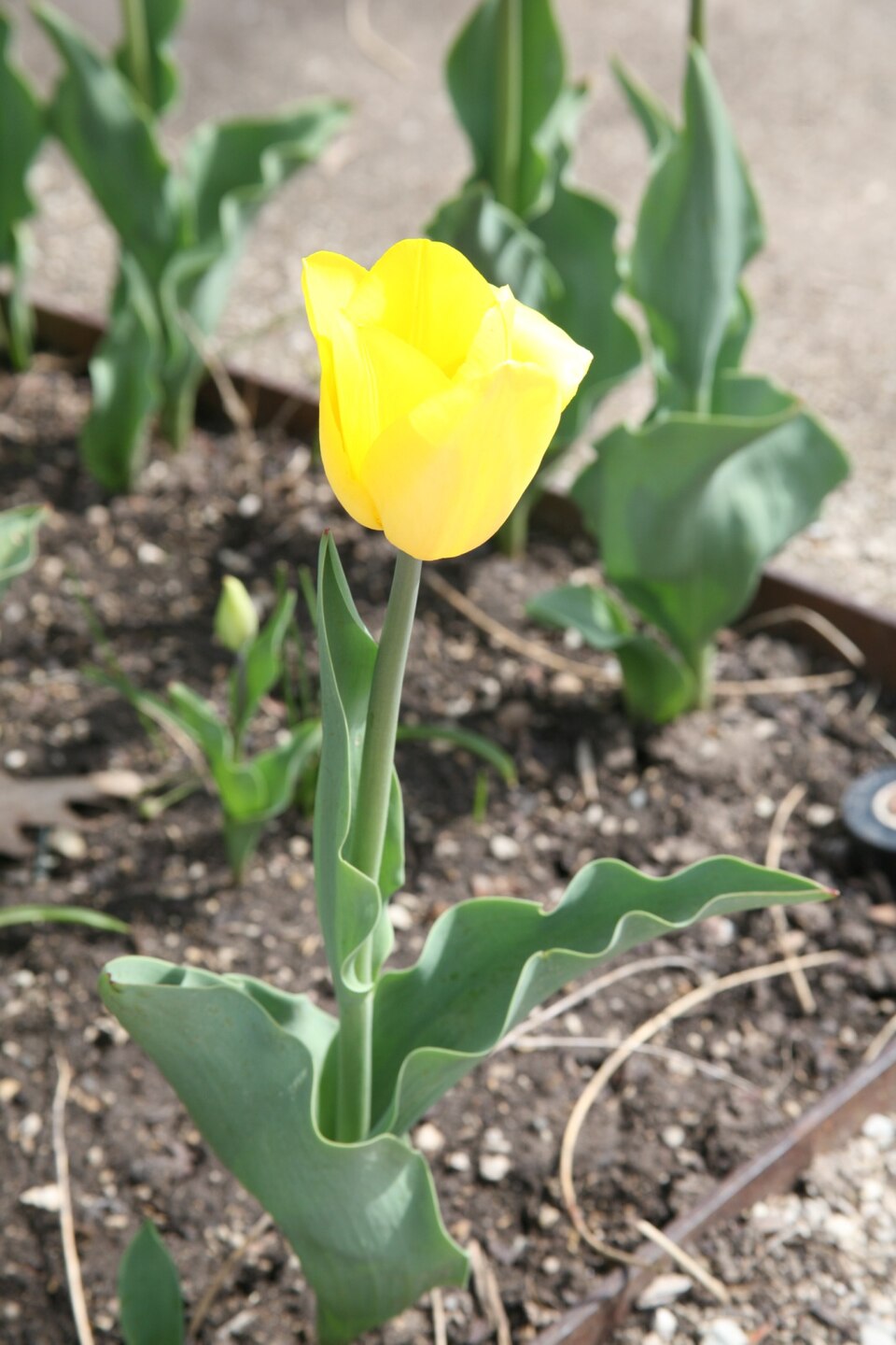 Tulipa 'Strong Gold'