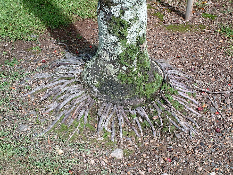 Wodyetia bifurcata (Foxtail Palm Tree) (alternate view 11)
