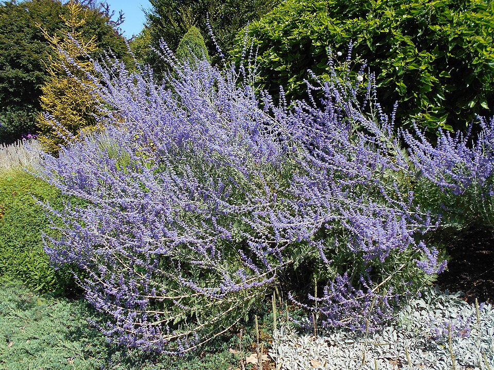 Perovskia atriplicifolia 'Little Spire' (Little Spire Russian Sage) (alternate view 2)