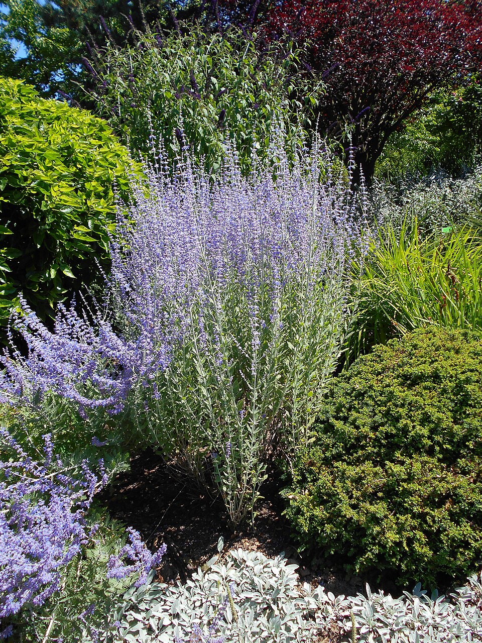 Perovskia atriplicifolia 'Little Spire' (Little Spire Russian Sage) (alternate view 3)