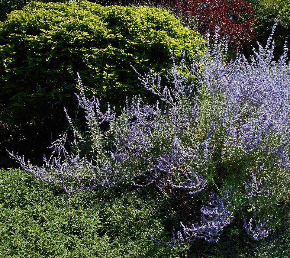 Perovskia atriplicifolia 'Little Spire' (Little Spire Russian Sage) (alternate view 4)
