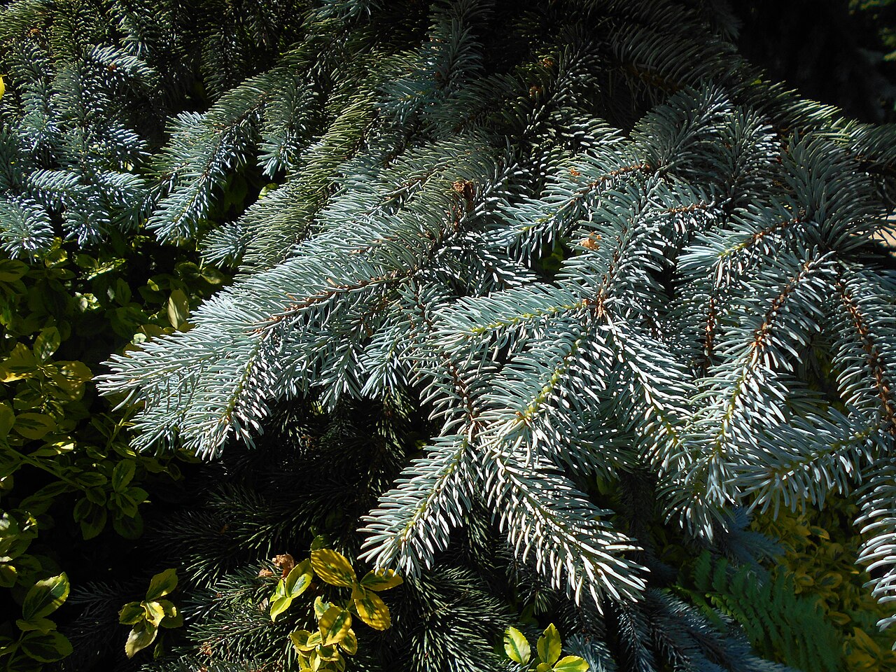 Picea pungens 'Hoopsii', Hoopsii blue spruce — upright evergreen (Pinaceae) (image 5 of 9)