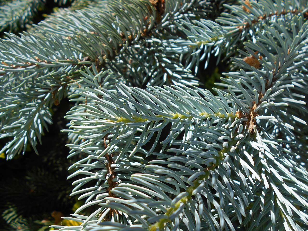 Picea pungens 'Hoopsii', Hoopsii blue spruce — upright evergreen (Pinaceae) (image 6 of 9)