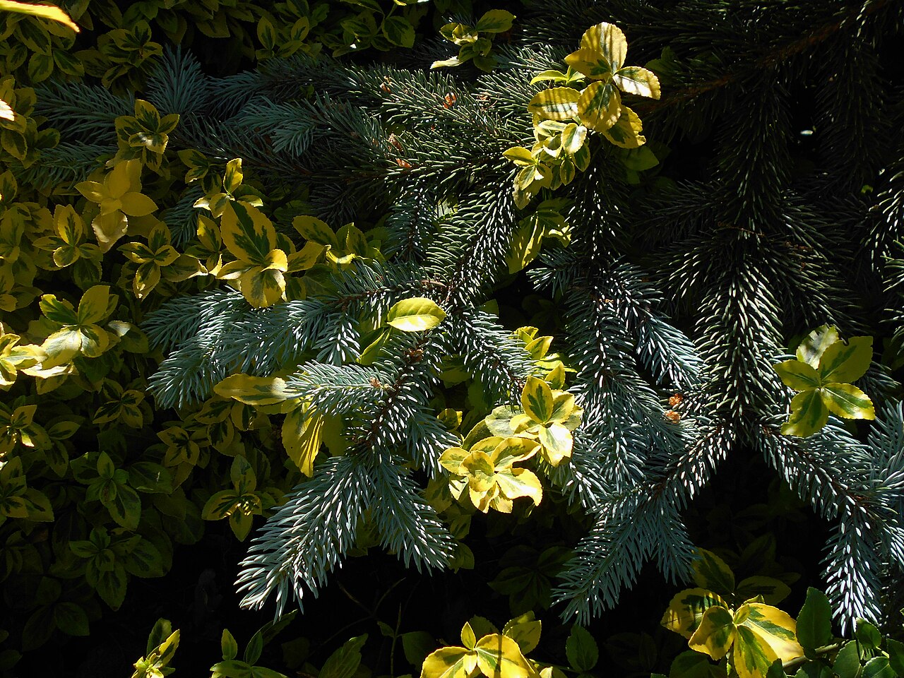 Picea pungens 'Hoopsii', Hoopsii blue spruce — upright evergreen (Pinaceae) (image 7 of 9)