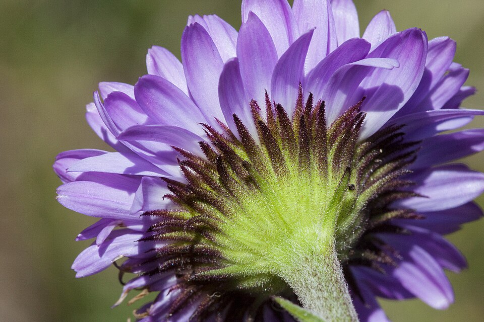 Erigeron glacialis (Subalpine Fleabane) (alternate view 6)