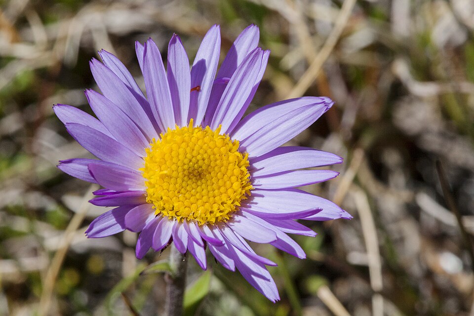 Erigeron glacialis (Subalpine Fleabane) (alternate view 7)