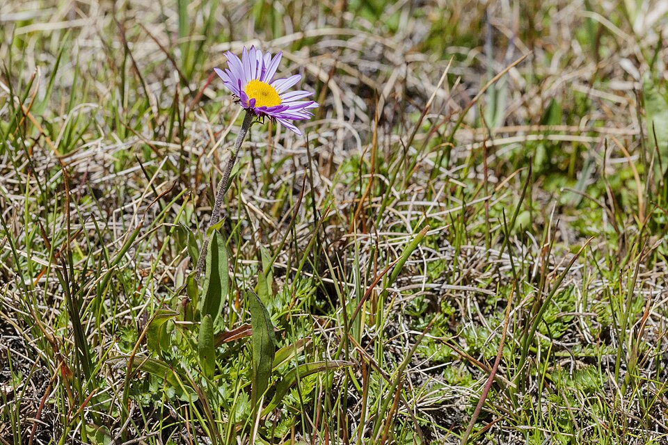 Erigeron glacialis (Subalpine Fleabane) (alternate view 8)