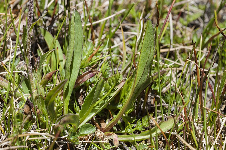 Erigeron glacialis (Subalpine Fleabane) (alternate view 9)