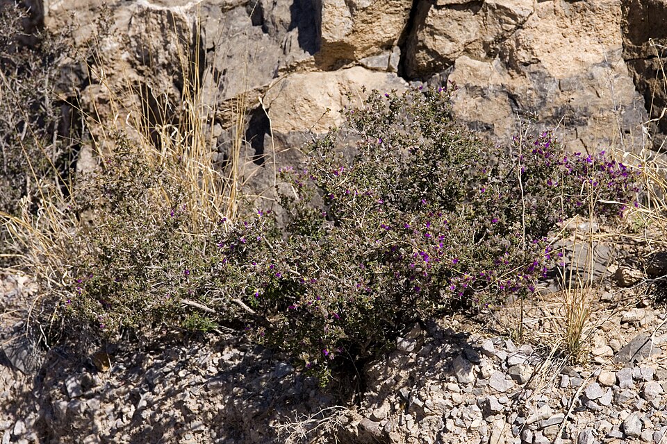 Dalea formosa (feather dalea) (alternate view 8)