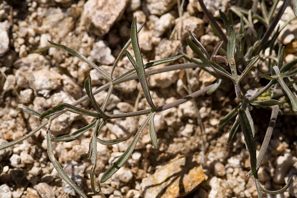 Lomatium (Biscuitroots) (alternate view 6)