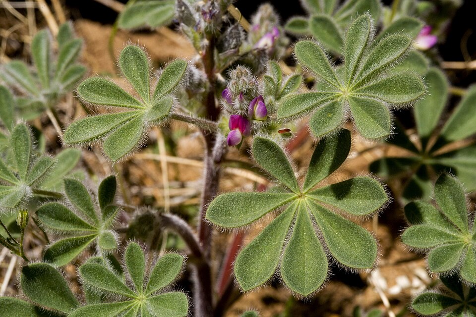 Lupinus concinnus (bajada lupine) (alternate view 3)