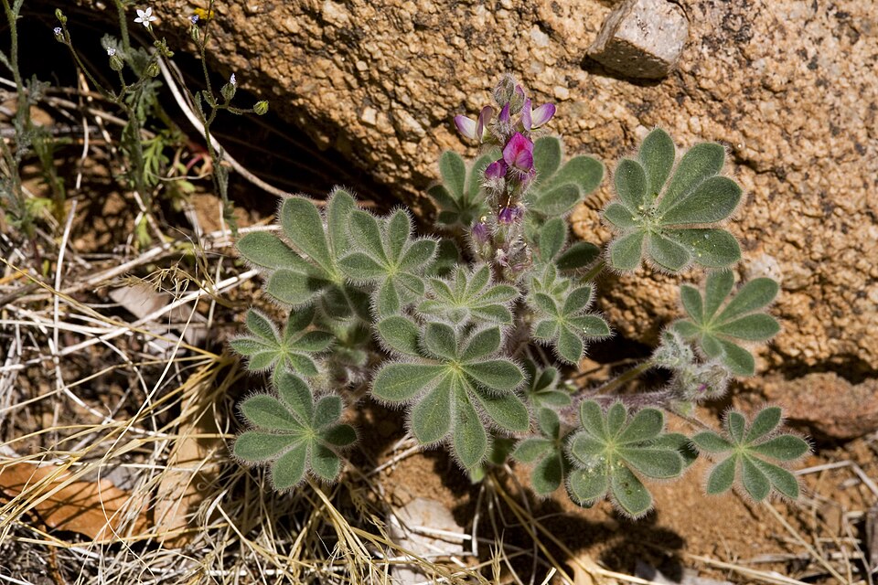Lupinus concinnus (bajada lupine) (alternate view 4)