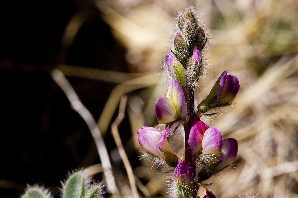 Lupinus concinnus (bajada lupine) (alternate view 5)