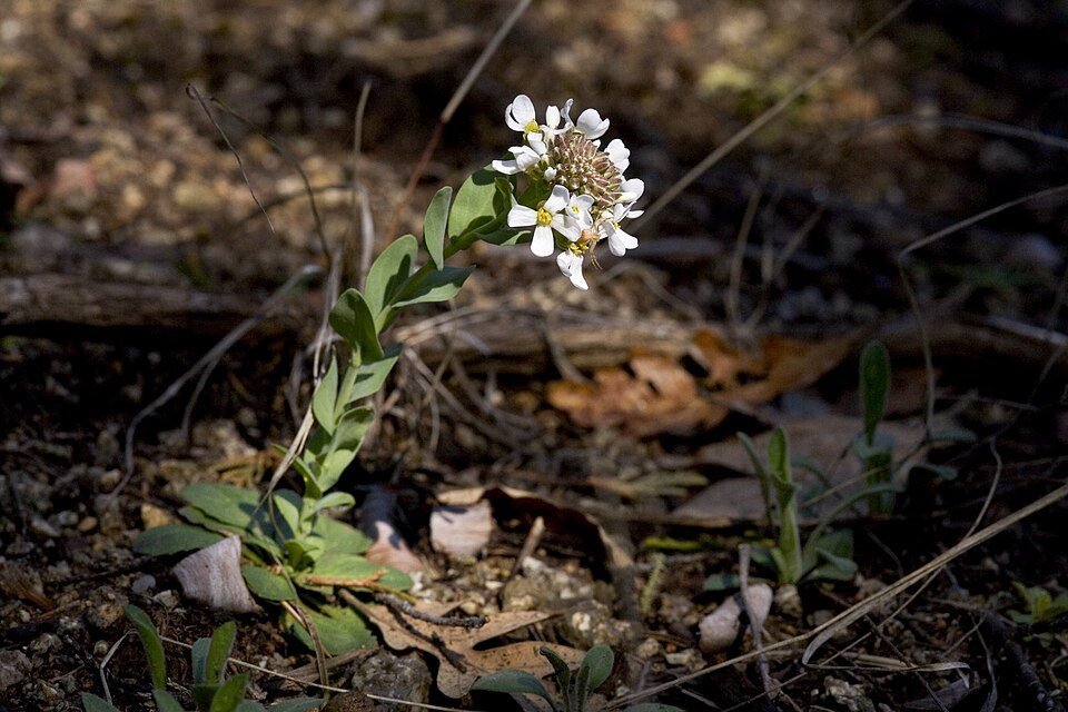 Noccaea fendleri (Fendler's pennycress) (alternate view 9)