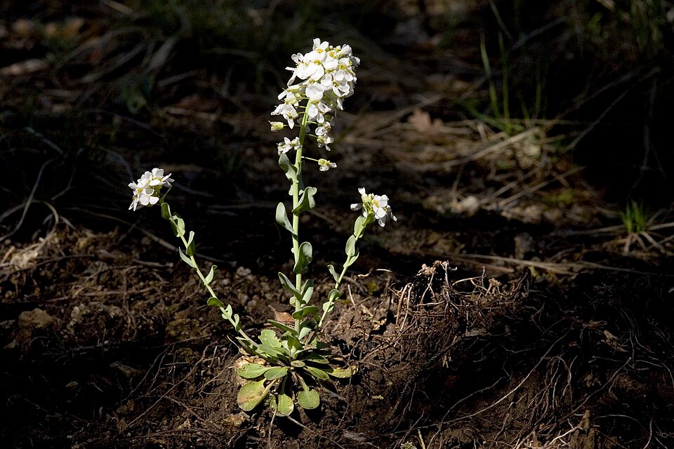 Noccaea fendleri (Fendler's pennycress) (alternate view 10)