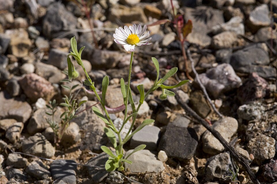 Aphanostephus ramosissimus (Lazy Daisy)