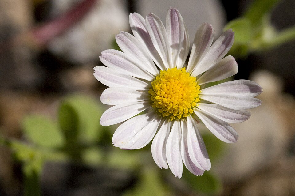 Aphanostephus ramosissimus (Lazy Daisy) (alternate view 2)