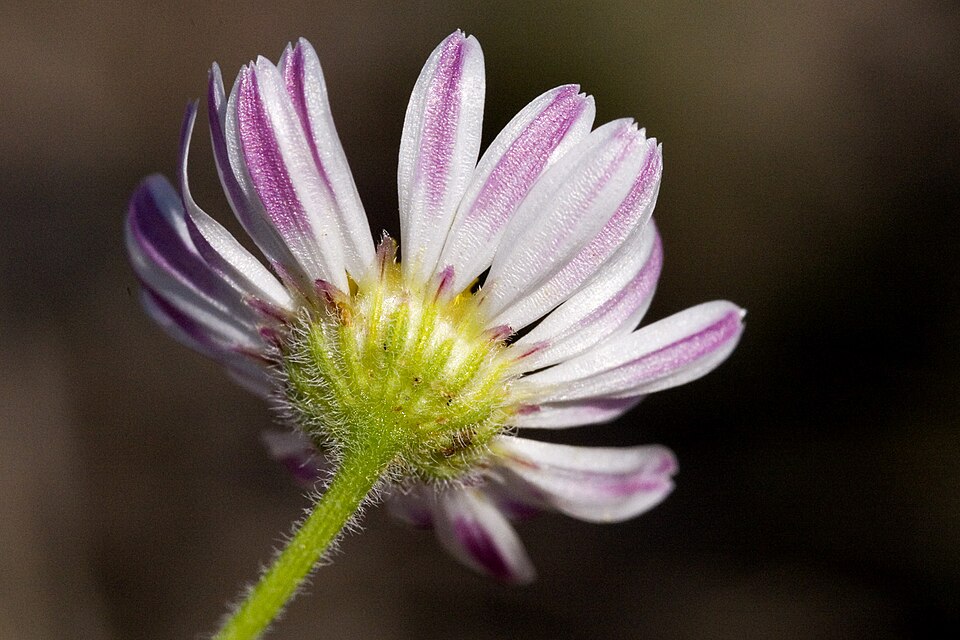 Aphanostephus ramosissimus (Lazy Daisy) (alternate view 3)