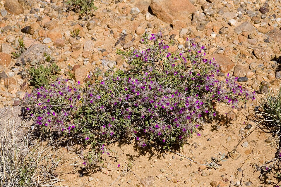 Dalea formosa (feather dalea) (alternate view 9)