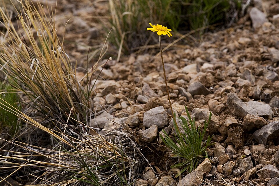 Tetraneuris scaposa (Stemmy Four-nerved Daisy) (alternate view 7)