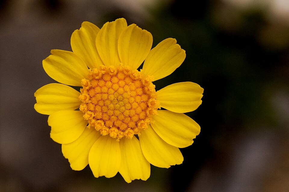 Tetraneuris scaposa (Stemmy Four-nerved Daisy) (alternate view 8)