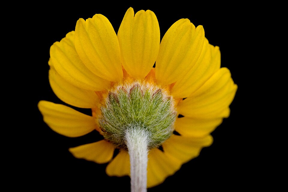 Tetraneuris scaposa (Stemmy Four-nerved Daisy) (alternate view 9)