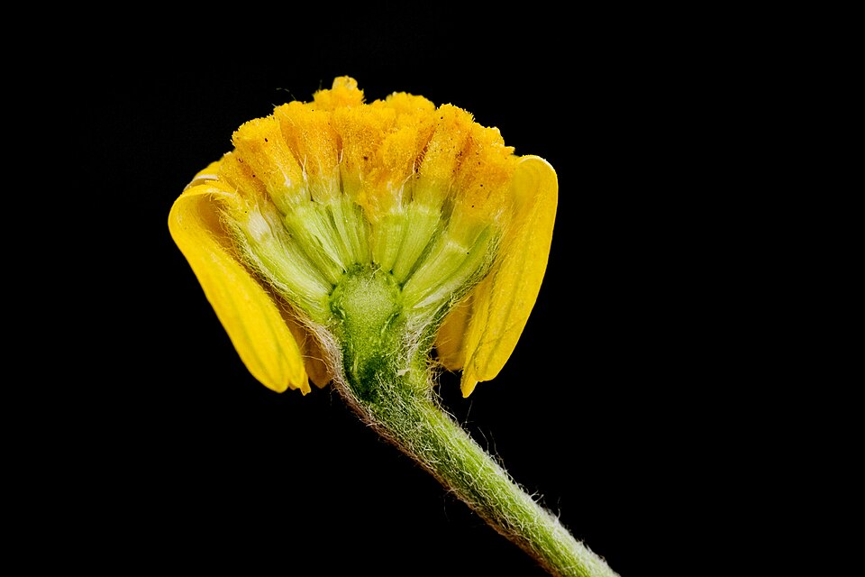 Tetraneuris scaposa (Stemmy Four-nerved Daisy) (alternate view 10)