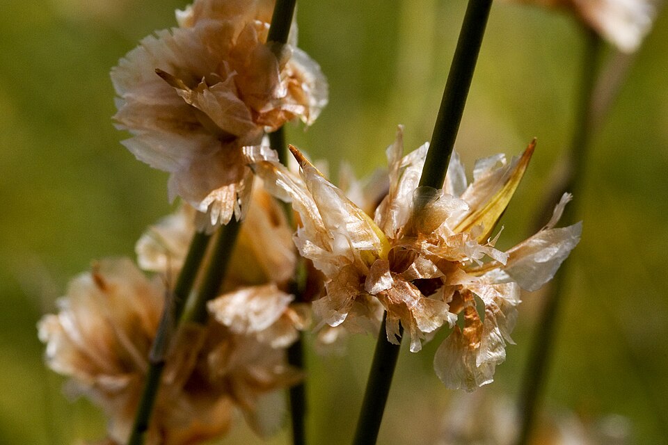 Ephedra (Jointfirs) (alternate view 6)