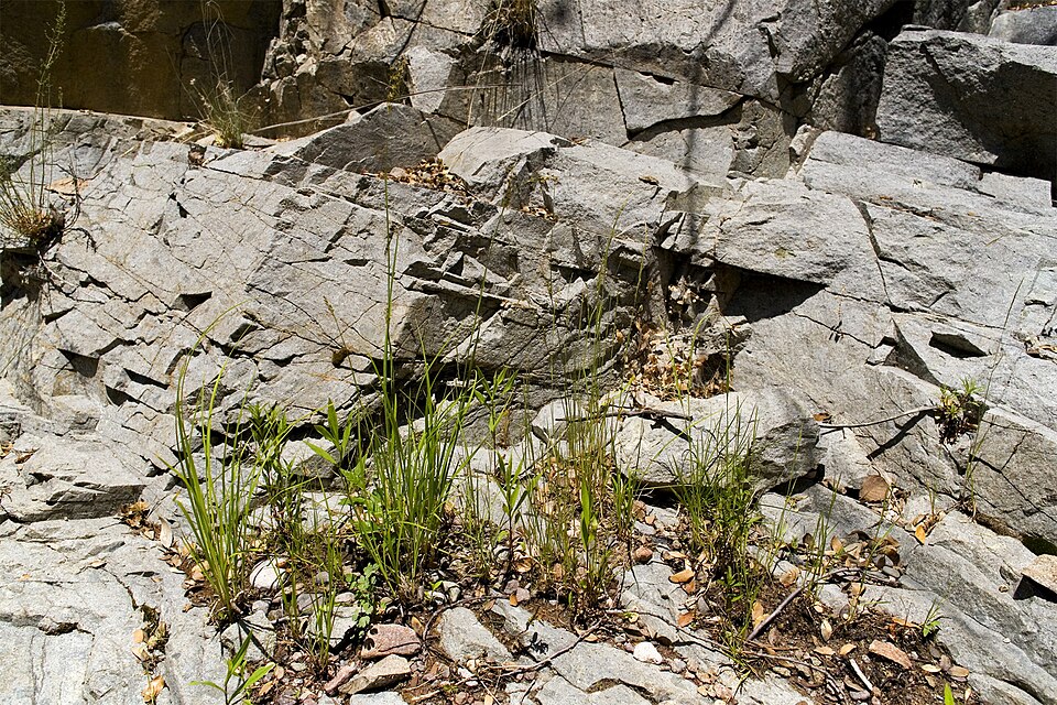 Juncus ensifolius (dagger-leaf rush) (alternate view 7)