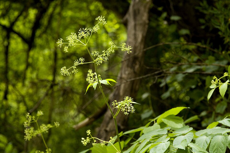 Aralia (spikenards) (alternate view 2)