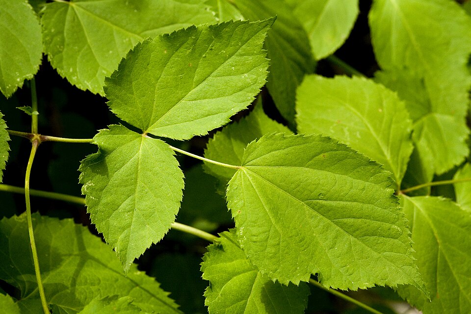 Aralia (spikenards) (alternate view 3)