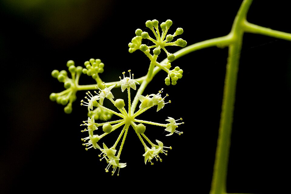 Aralia (spikenards) (alternate view 4)