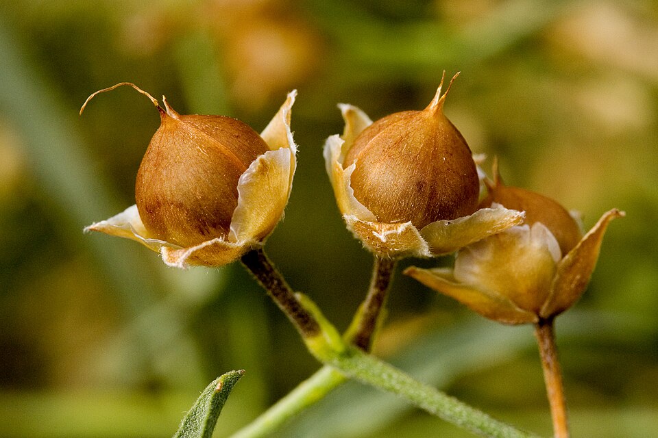 Convolvulus equitans (Texas bindweed) (alternate view 7)