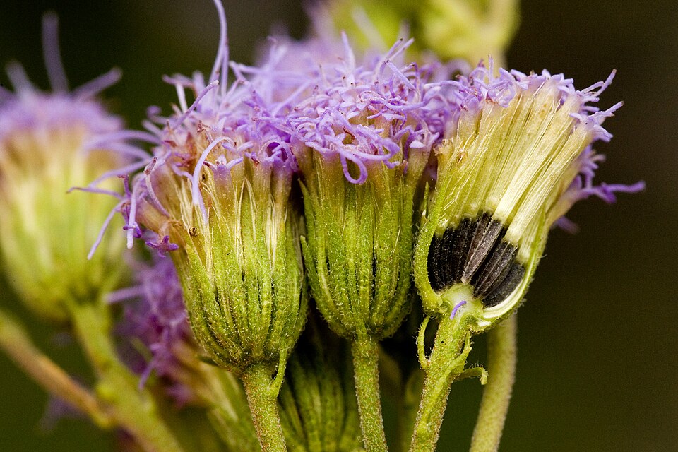 Conoclinium dissectum (Palmleaf Mistflower) (alternate view 3)