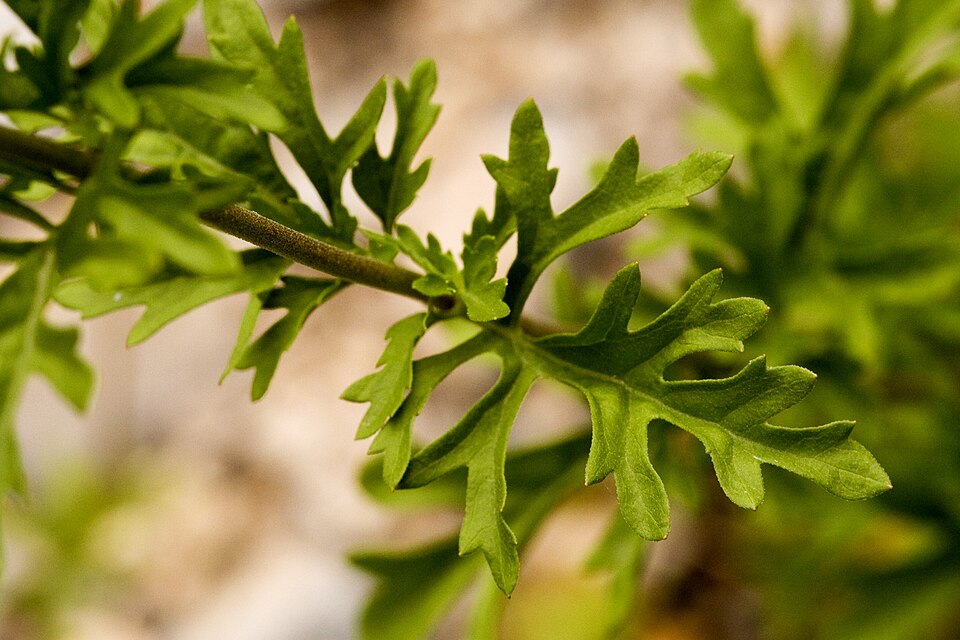 Conoclinium dissectum (Palmleaf Mistflower) (alternate view 4)
