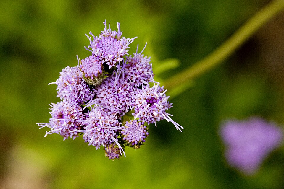 Conoclinium dissectum (Palmleaf Mistflower) (alternate view 5)
