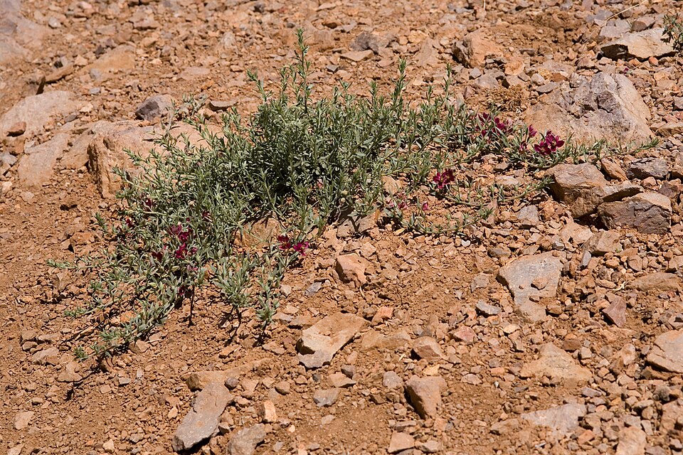 Krameria lanceolata (Trailing Rhatany) (alternate view 7)