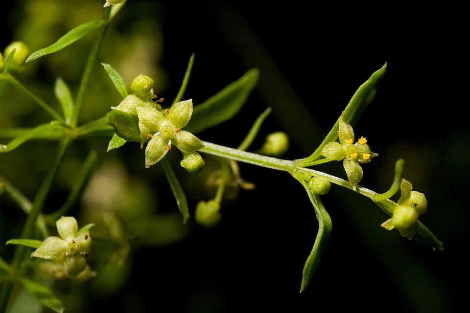 Galium (bedstraws) (alternate view 5)