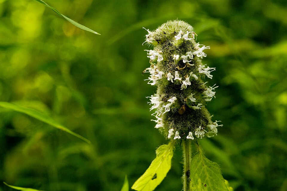 Blephilia hirsuta (Hairy Wood Mint) (alternate view 7)