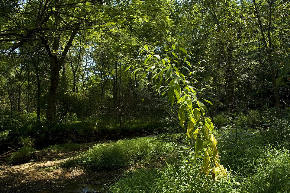 Scrophularia marilandica (late figwort) (alternate view 7)