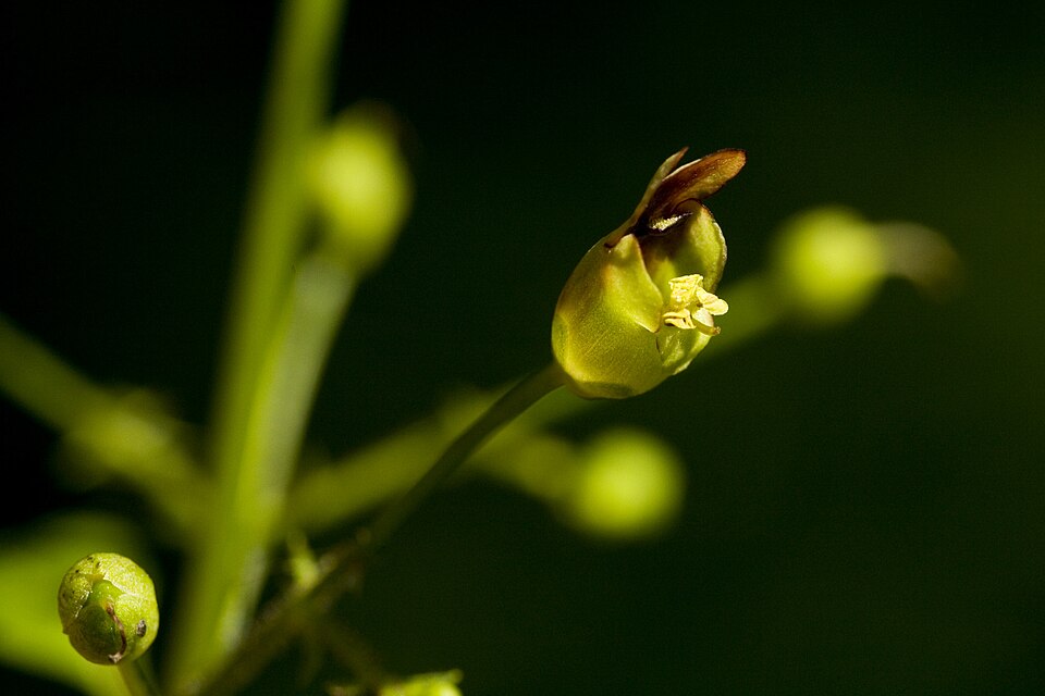 Scrophularia marilandica (late figwort) (alternate view 8)