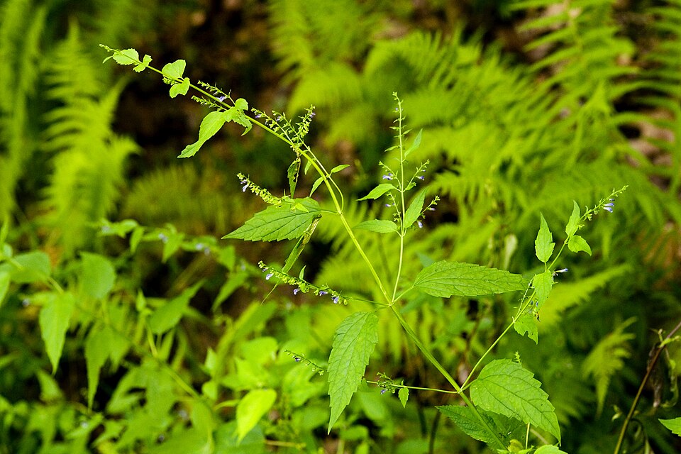 Scutellaria lateriflora (side-flowering skullcap) (alternate view 10)