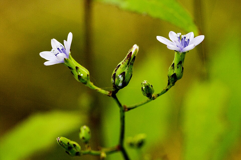Lactuca floridana (woodland lettuce) (alternate view 3)