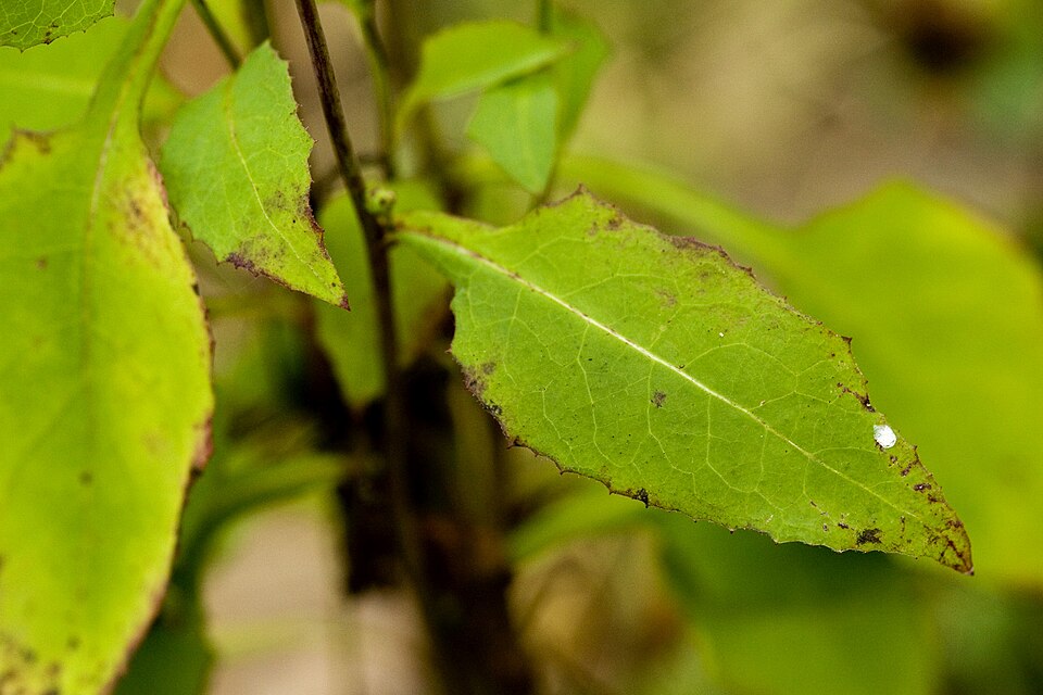 Lactuca floridana (woodland lettuce) (alternate view 4)