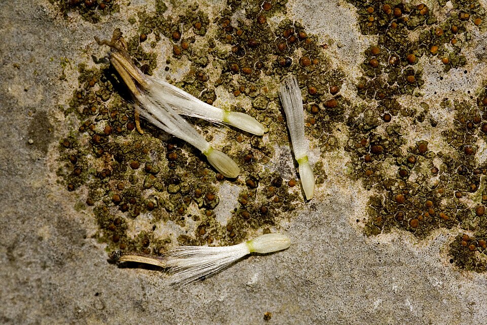 Lactuca floridana (woodland lettuce) (alternate view 5)
