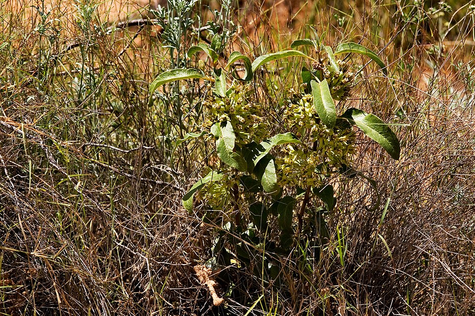 Asclepias oenotheroides (Zizotes milkweed) (alternate view 7)