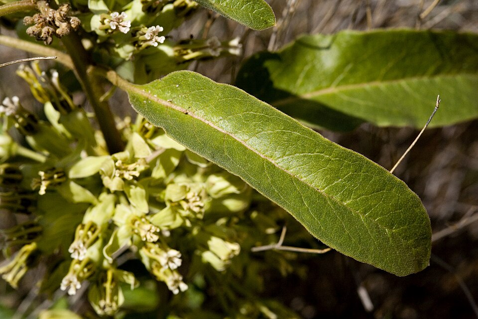 Asclepias oenotheroides (Zizotes milkweed) (alternate view 8)