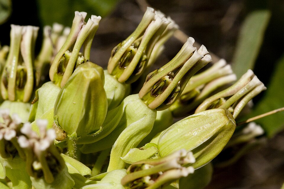 Asclepias oenotheroides (Zizotes milkweed) (alternate view 9)