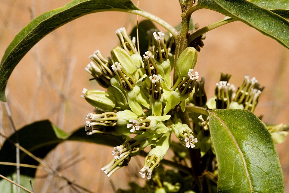 Asclepias oenotheroides (Zizotes milkweed) (alternate view 10)