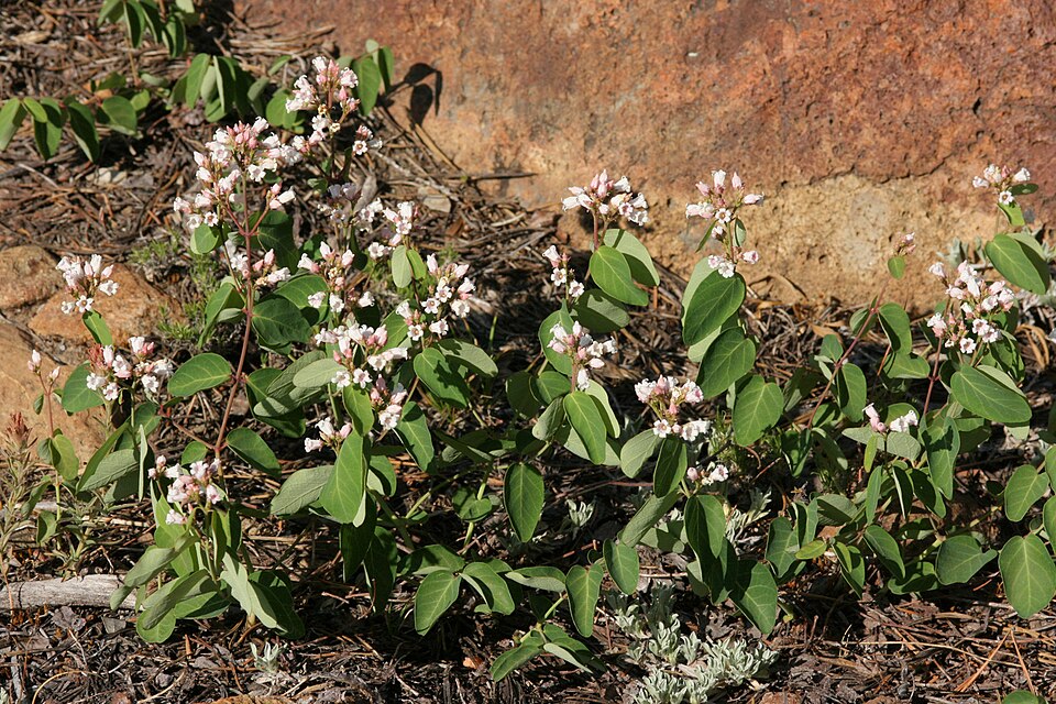 Apocynum androsaemifolium (Spreading Dogbane) (alternate view 10)